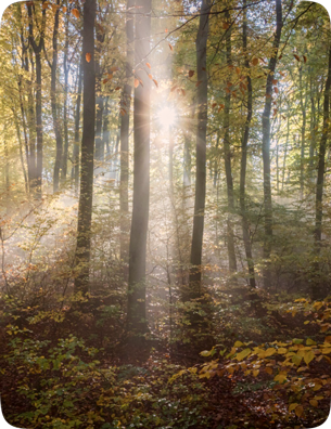 Woods